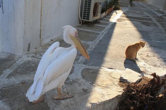 '2008 El pelícano de Mykonos' - Μύκονος